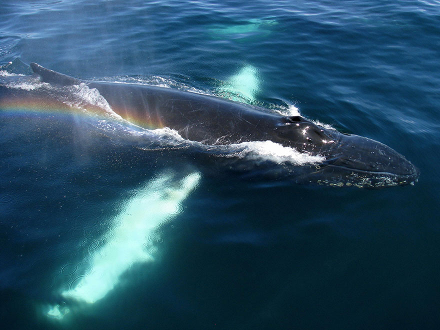 Humpback Whale Brings Rainbow