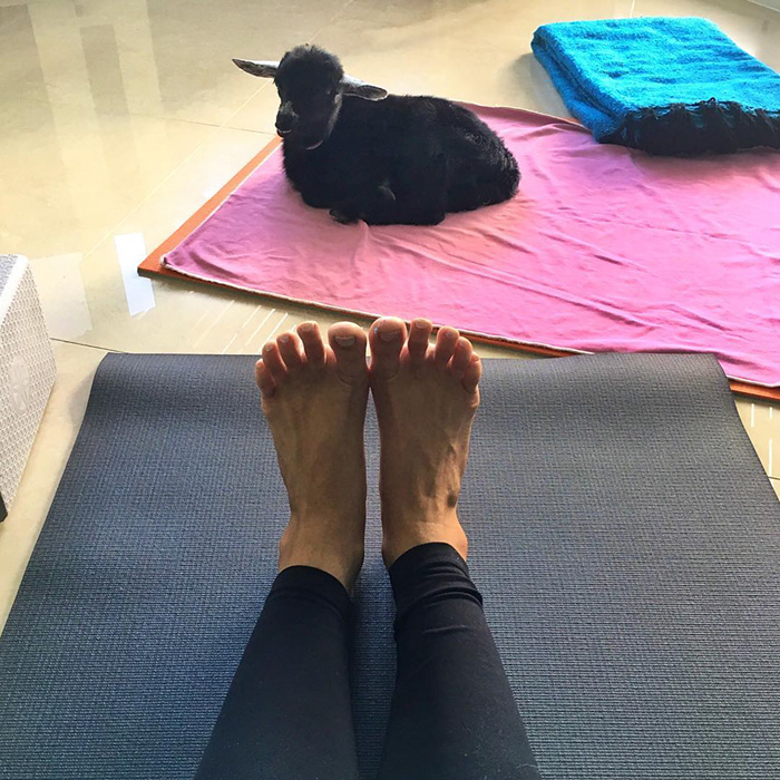 Yoga Girl And Her Goat Are The Most Adorable Yoga Partners Ever