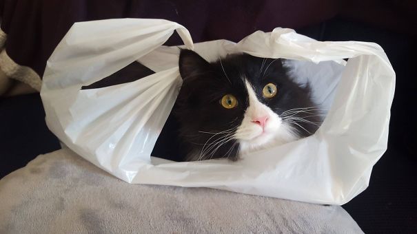 Bought Cat Toys, But The Plastic Bag Is More Interesting.
