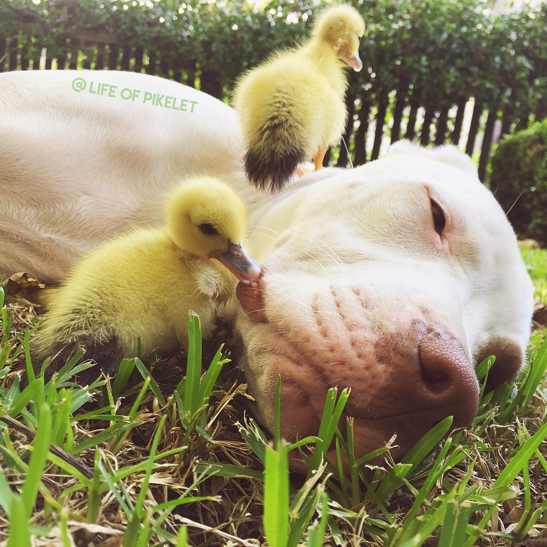 My Rescue Dogs Become Best Friends With Rescue Ducklings