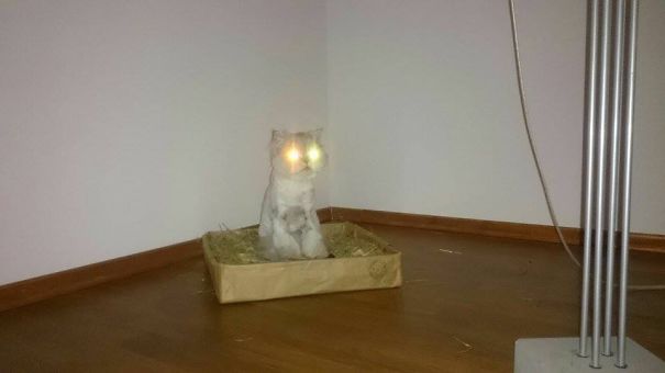 My Cat Dizzy As An Ecological Bedside Lamp