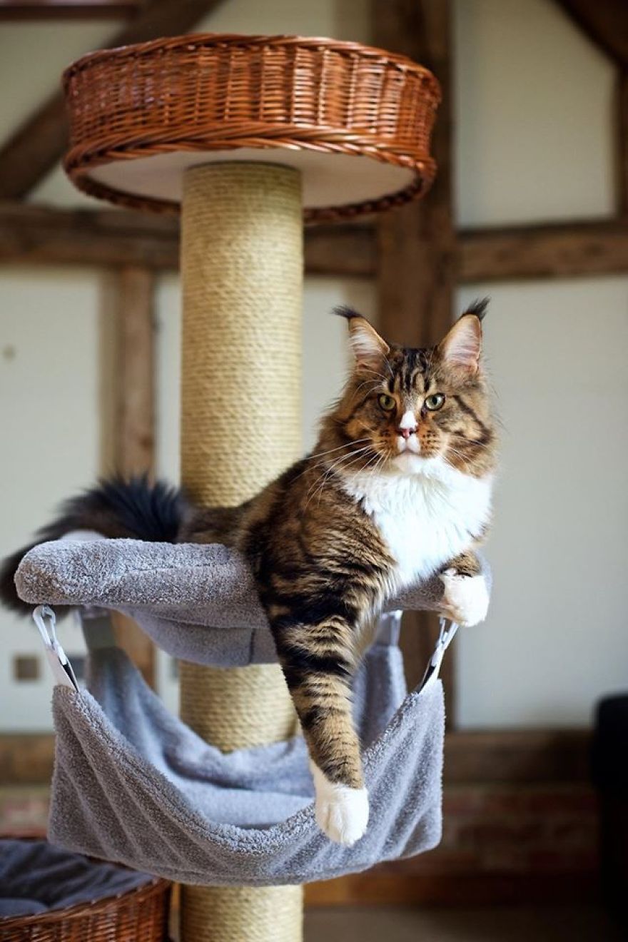 14 Examples Of How To Combine Cat Furniture In Modern Interiors