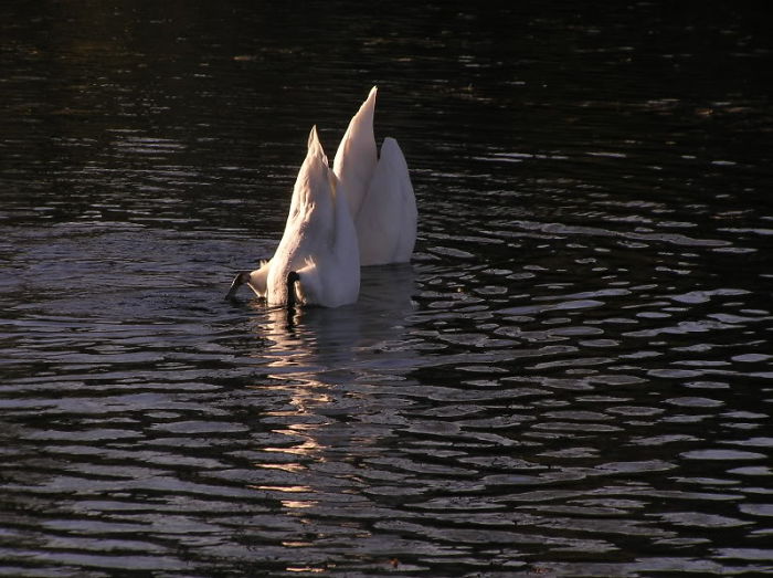 Swans Protect Themselves From Predators By Disguising Themselves As Sailboats.