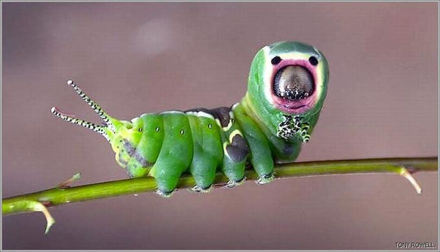 5 Most Strangest Animals And Insects