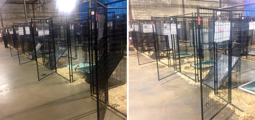 524 Dogs & Cats Attended A Massive Adoption Event – And They ALL Found Homes!