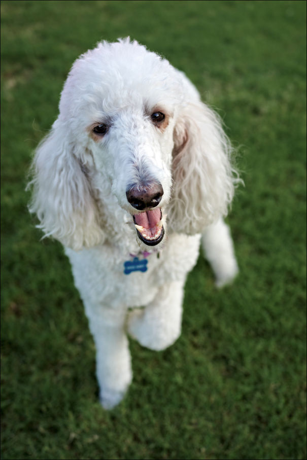 Abby, Our Rescued Standard Poodle