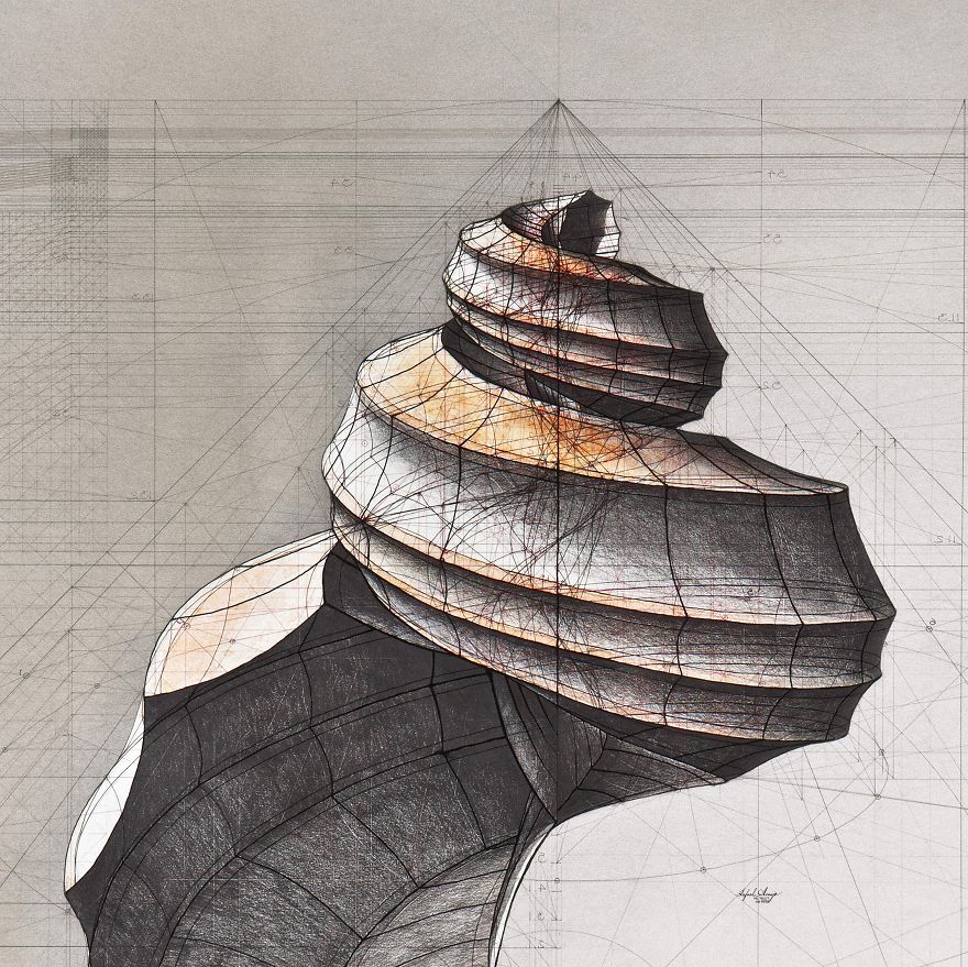 Hand-Drawn Coloring Book Reveals Mathematical Beauty Of Nature’s Designs With Golden Ratio Illustrations