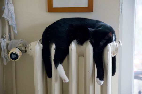 Warm Cat
