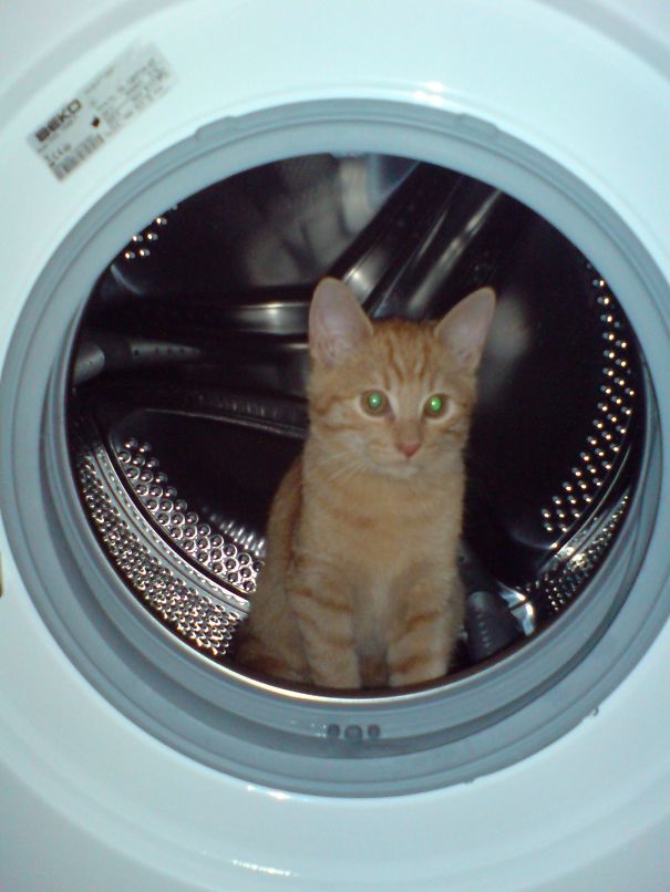 My House, My Washing Cat-chine!