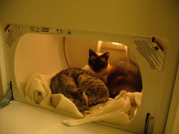 Warm Dryer