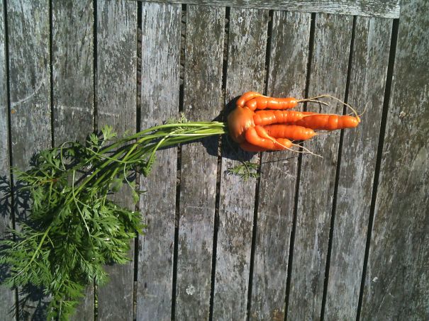 Ihuddy Carrot