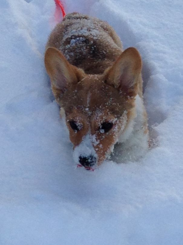 Nashi Playing In The Snow!