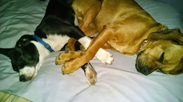 Sleeping Cuties. My Dogs, Carson & Savannah.