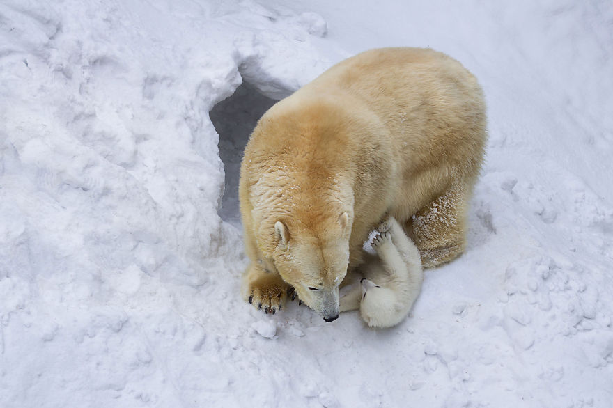 Loving Polar Bear Mama Playing With Her Baby In Snow For The First Time