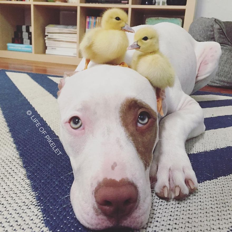 My Rescue Dogs Become Best Friends With Rescue Ducklings
