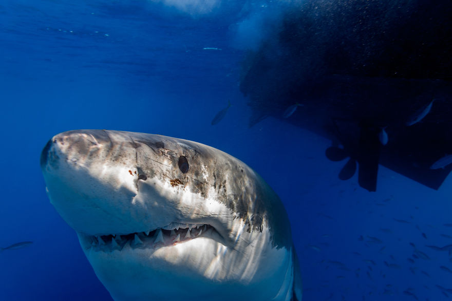 I Photograph Great White Sharks In (Hopefully) A Non-Scary Way