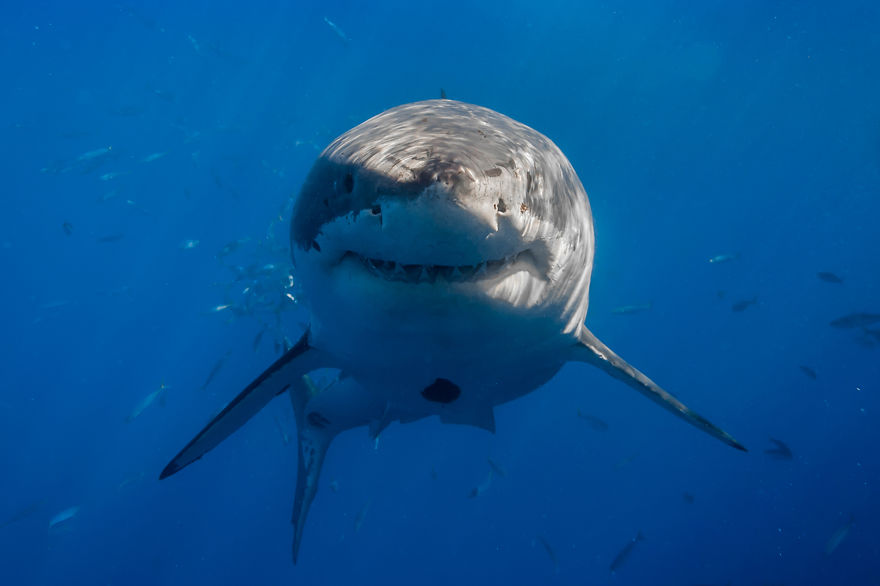 I Photograph Great White Sharks In (Hopefully) A Non-Scary Way