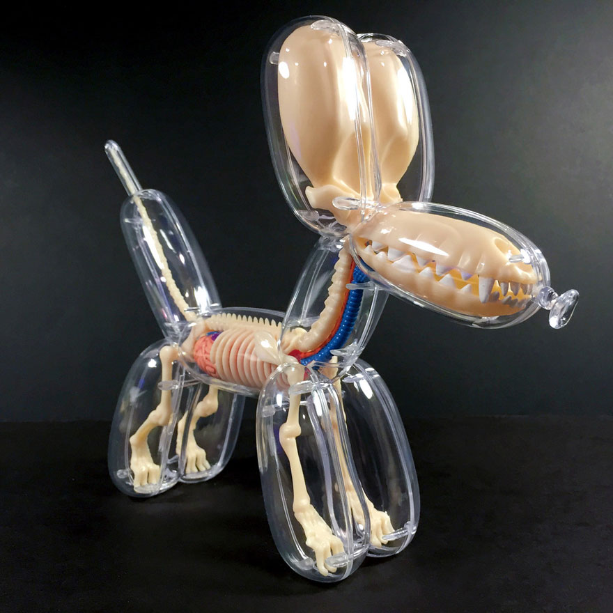 Anatomical Animal Balloons By Jason Freeny
