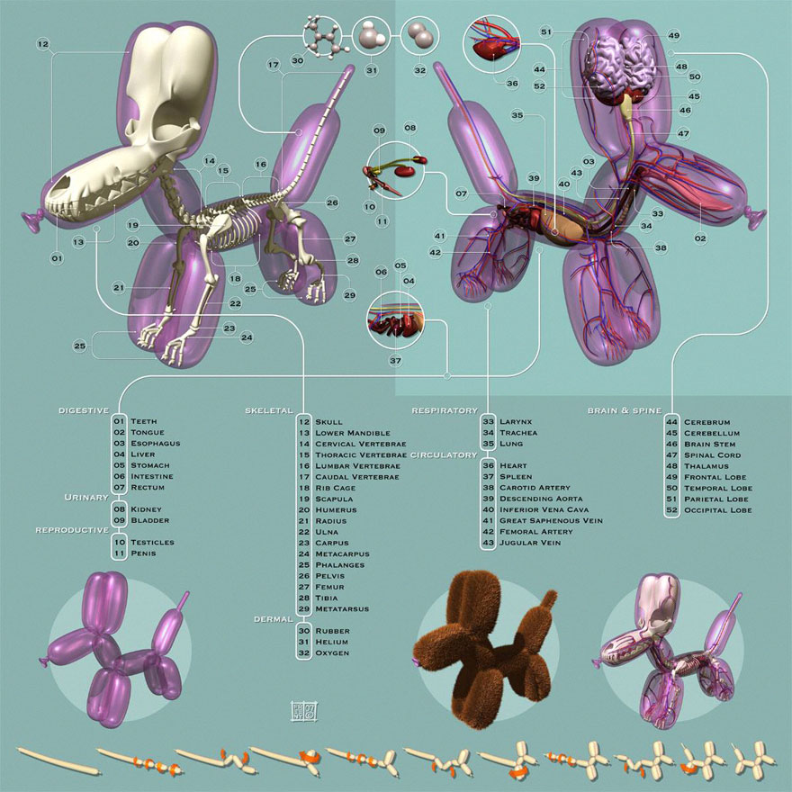 Anatomical Animal Balloons By Jason Freeny