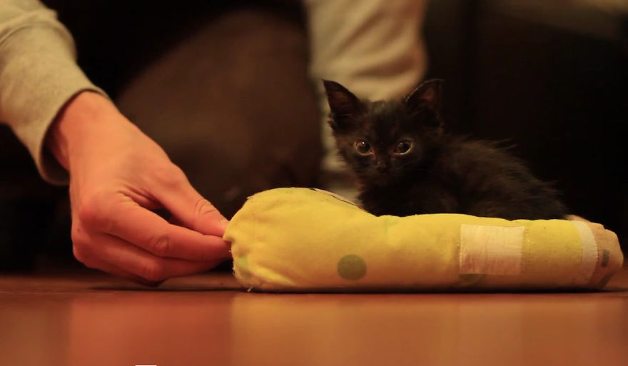 Batman The Cat Had A Rough Start Of His Life But Now Lives A Happy Life