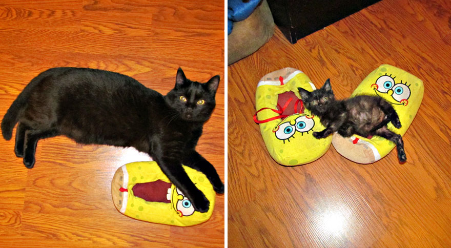Batman The Cat Had A Rough Start Of His Life But Now Lives A Happy Life