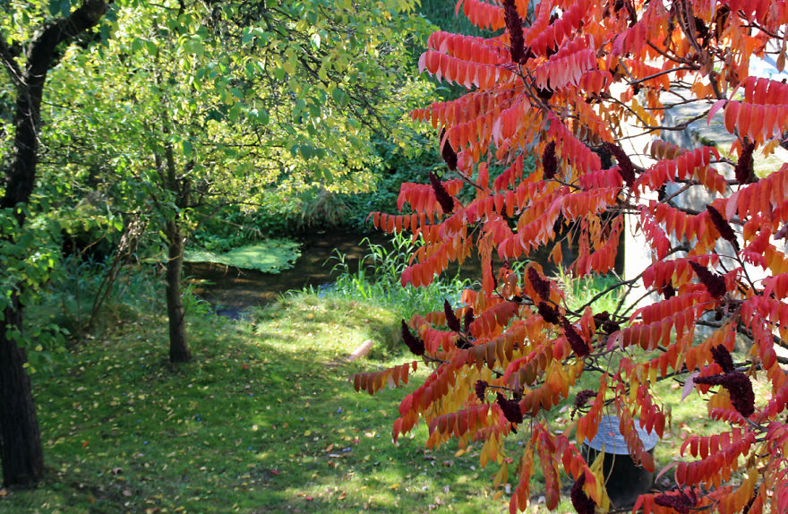 Autumn Tree In The Oberlausitz, Saxony, Germany