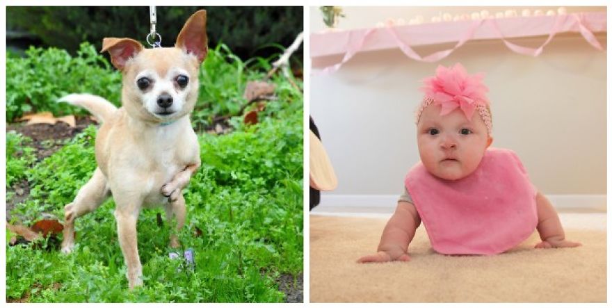 Bay Area Animal Rescue Pairs Up Dog And Child Who Both Have The Same Rare Congenital Disorder Bay Area Animal Rescue Pairs Up Dog And Child Who Both Have The Same Rare Congenital Disorder