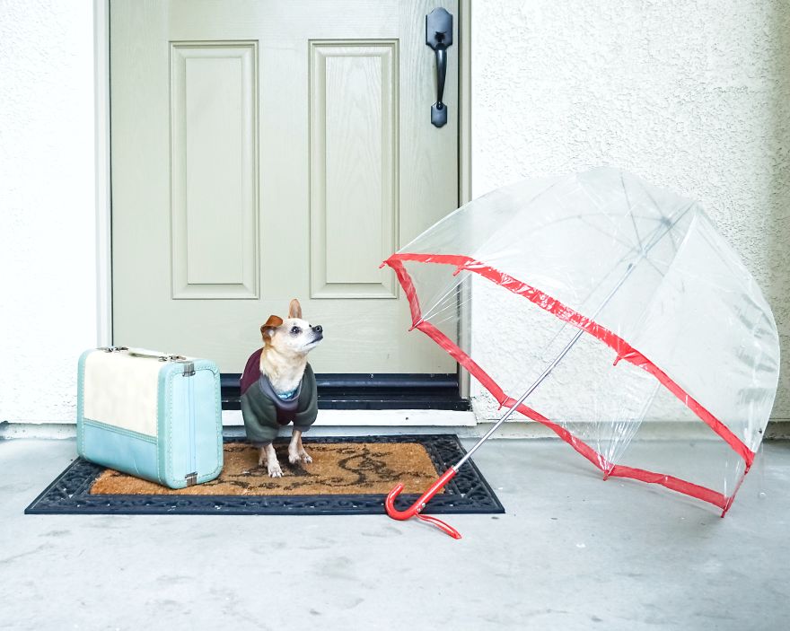 Bay Area Animal Rescue Pairs Up Dog And Child Who Both Have The Same Rare Congenital Disorder Bay Area Animal Rescue Pairs Up Dog And Child Who Both Have The Same Rare Congenital Disorder