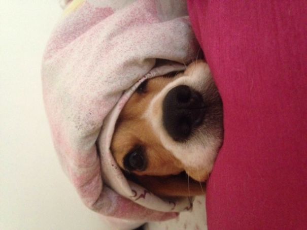 Beagle Under Cover