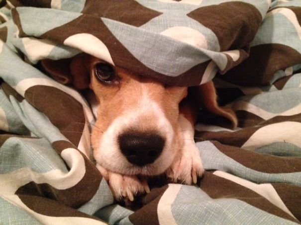 Beagle Under Cover