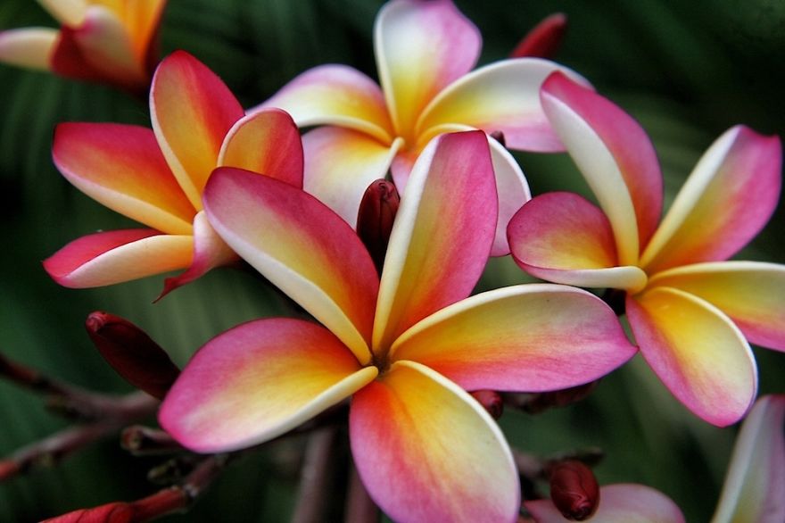 Plumeria, From Brazil And The Caribbean