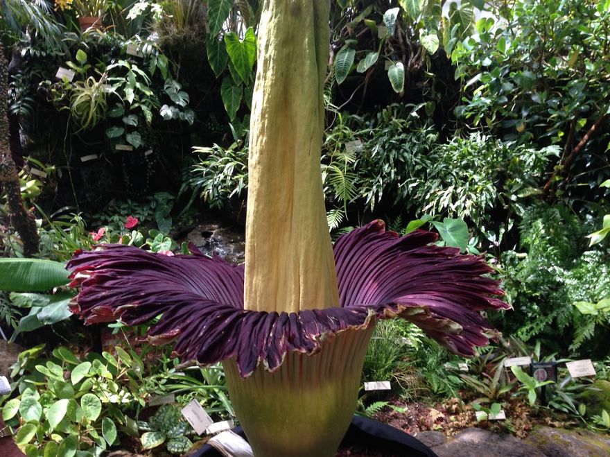 Corpse Flower, Found In Indonesia