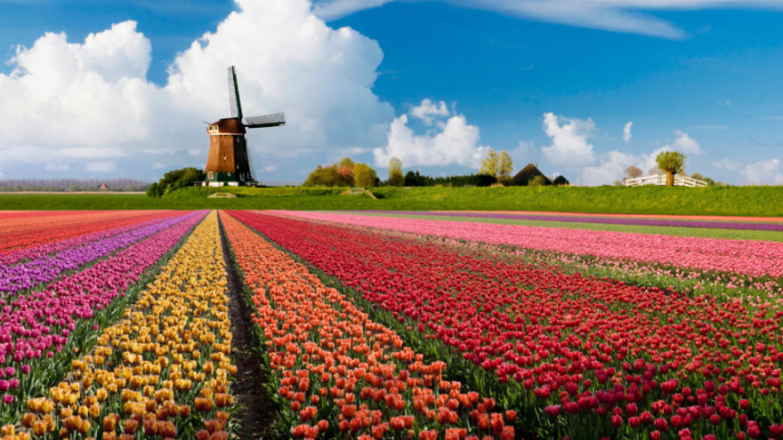 Fields Of Dutch Tulips