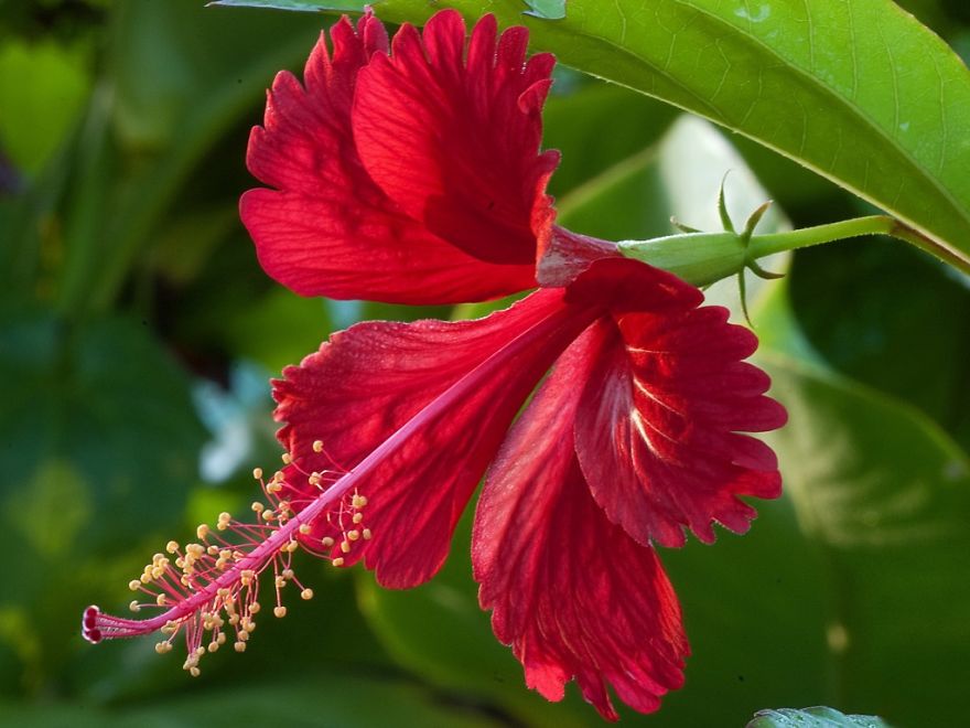 Hibiscus Flowers From Jamaica