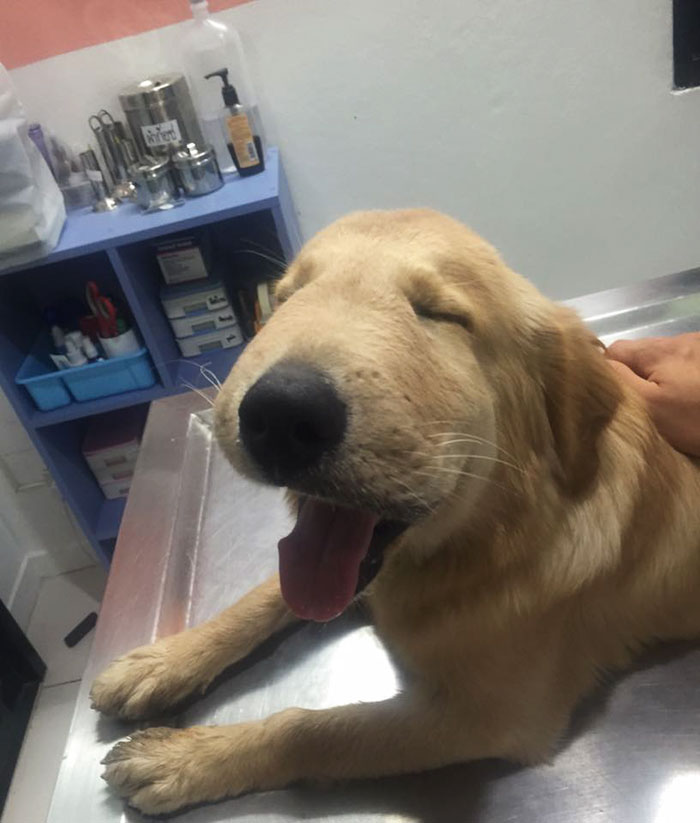 Golden Gets Poisoned By Toad, Keeps On Smiling From Ear To Ear