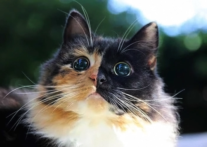 This Blind Kitty Found On The Street Has Eyes No One Could Resist