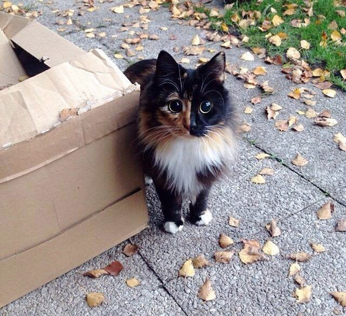 This Blind Kitty Found On The Street Has Eyes No One Could Resist