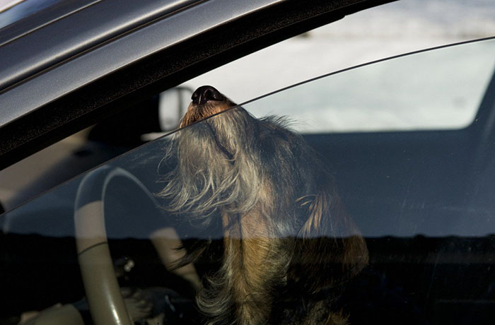 Smashing Car Windows Is Now Legal In Florida To Save Pets