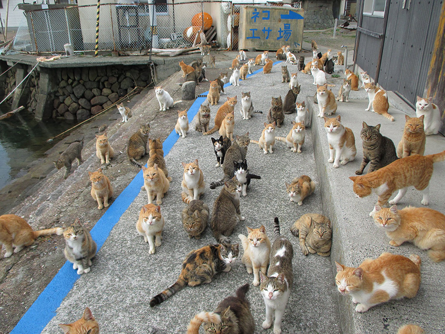 cat-island-japan-tweet-food-donation-aoshima-10