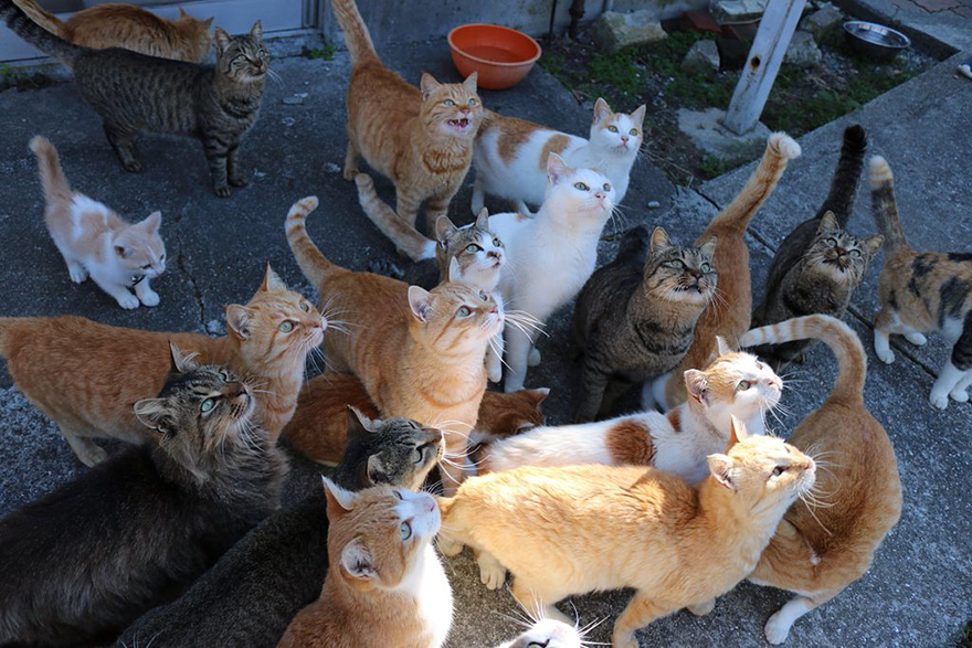 cat-island-japan-tweet-food-donation-aoshima-15