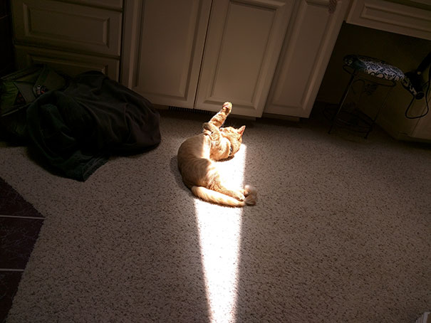 Cat Stretch In The Sun