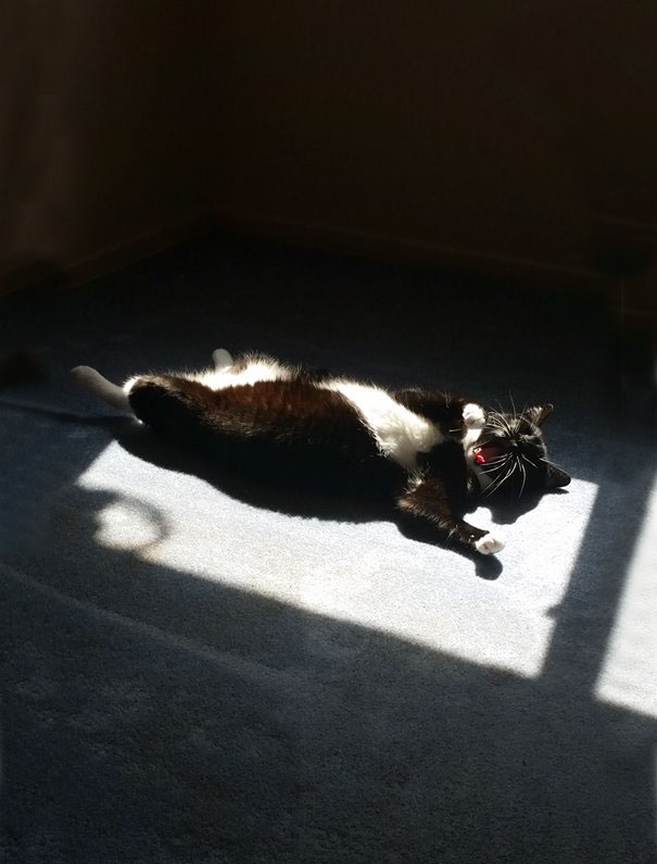 My Cat Sleeps Just Like Me. In The Sun, On My Back, With My Mouth Wide Open. Make's Me Proud