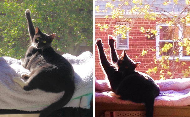 My Boyfriend's Cat Likes To Worship The Sun By Giving High-fives With One Or Both Paws