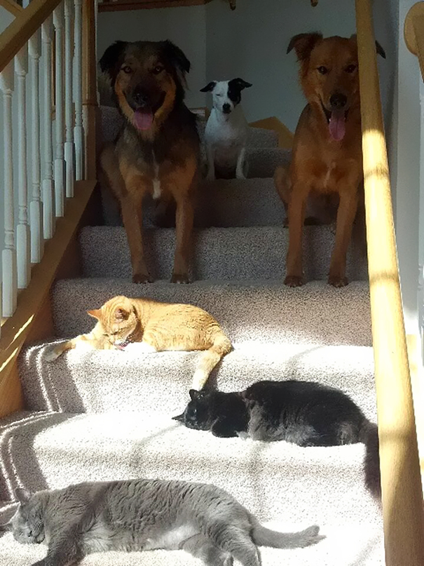 Cats Vs. Dogs