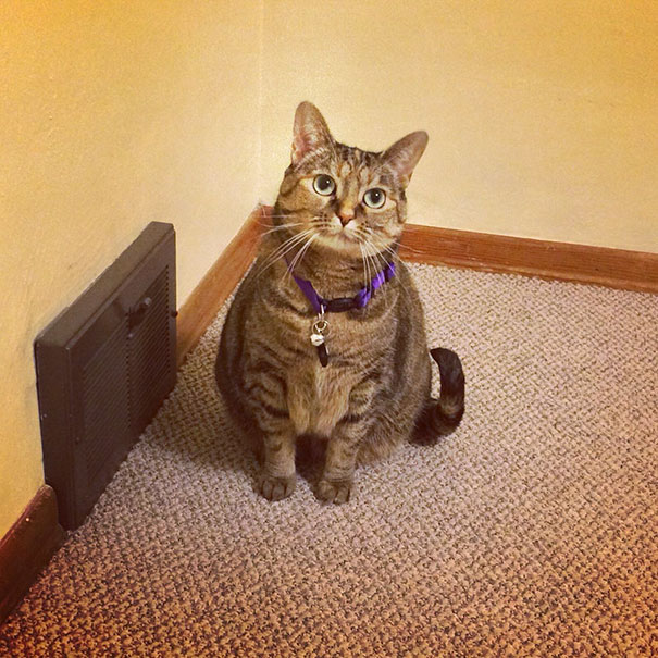 This Is Leela, She Loves To Sit By The Vent And Wait For The Heat To Turn On