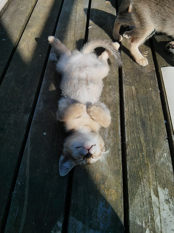 I Present To You, My Kitten, Sunbathing