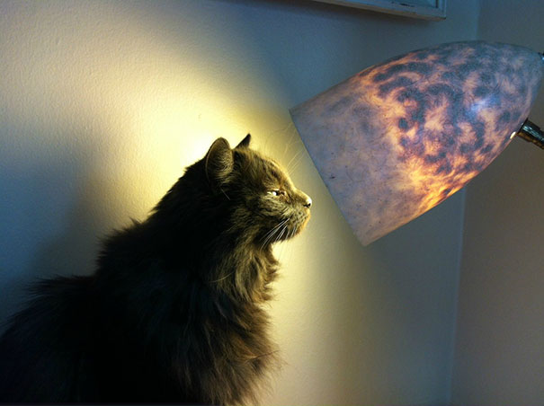 Just My Cat Sunbathing In A Lamp Is All