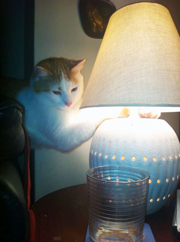 My Cat Comes In From The Cold And Puts Her Paws On The Lamp To Warm Them Up