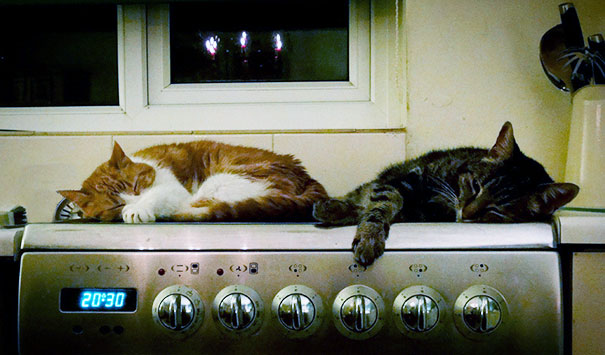 Ginger And Sybil On The Cooker, As It Cooled Down After Supper