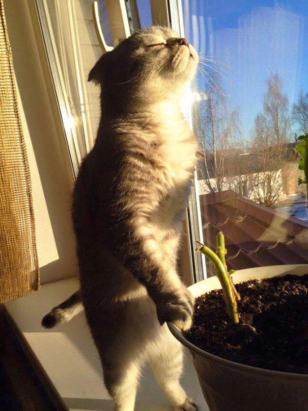 This Cat Enjoying The Sun